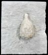 Cystoid (Holocystites) Fossil - Indiana #44611-1